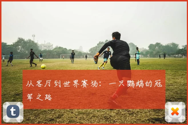 从客厅到世界赛场：一只鹦鹉的冠军之路